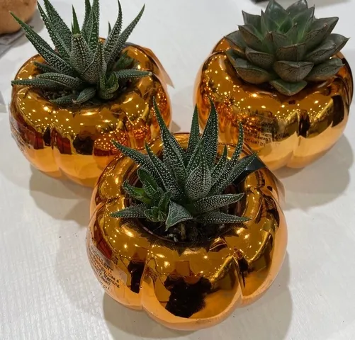 Our top 9 Halloween Homeware Picks Next pumpkin succulent 62ff1b4736c3847352eb2ca67418a490